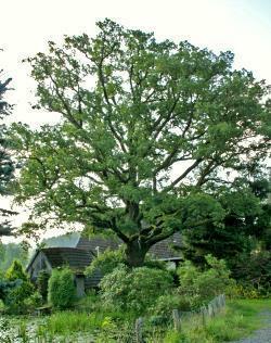 Alter Baum