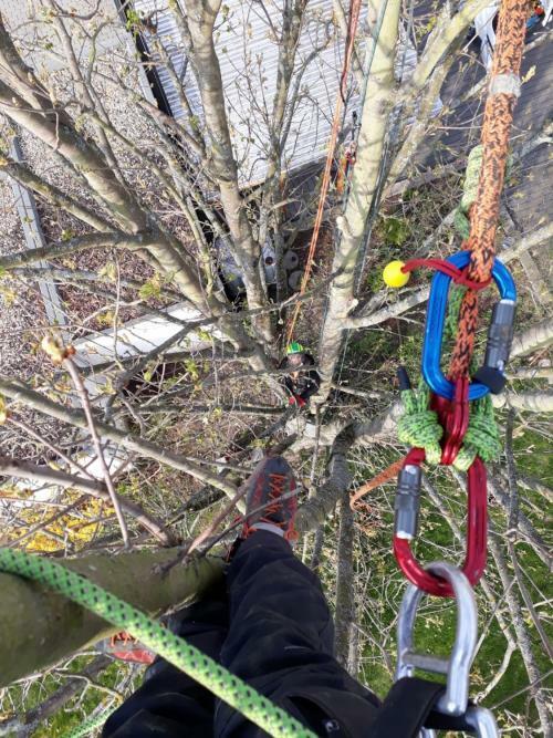 Baumpflege zu zweit im Baum